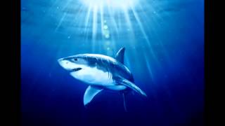 Любопытные факты про акул. Акула напала на человека.