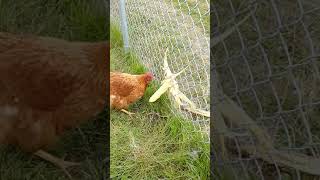 Corn On The Cob Boredom Buster For Chickens