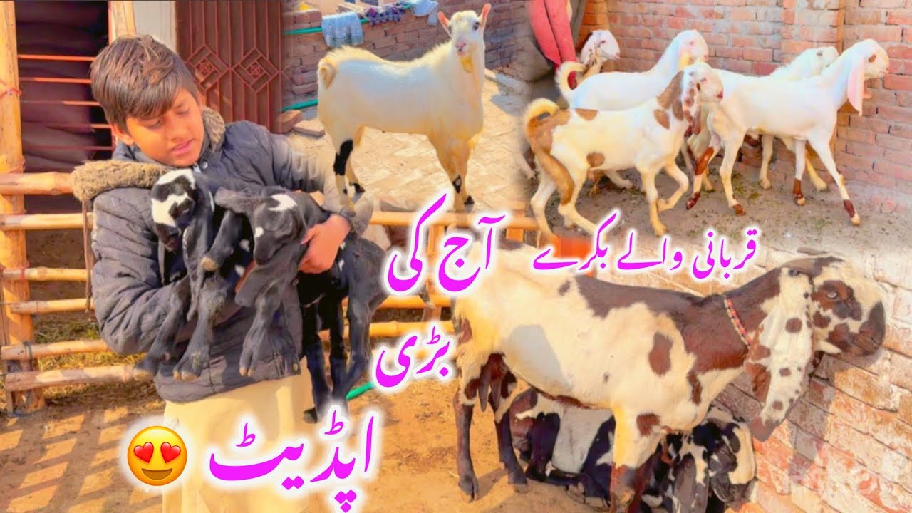 Farm Life + Qurbani Stock Update | برکت فارم کی تازہ صورتحال | Goat ...