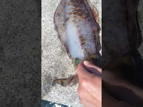 【うまくイカない💔】#エギング #アオリイカ #イカ絞め #春イカ開幕 #釣り