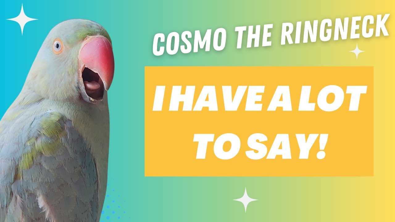 Cosmo s Chat Show The Ultimate Talking Indian Ringneck Compilation Cosmo s Chat Show The Ultimate Talking Indian Ringneck Compilation