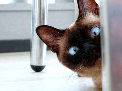 Шотландские котята играют в прятки