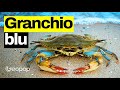 Cos'è l'acqua di zavorra delle navi che ha trasportato il granchio blu nei nostri mari