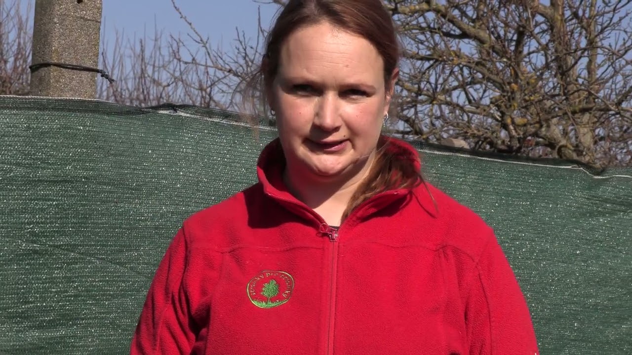 Řez ostružiníku, angreštu a remontantního maliníku. Plus zmlazovací řez staršího keře rybízu.