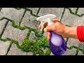 How to Get Rid of Driveway Moss in 24 Hours (Without Scrubbing!)