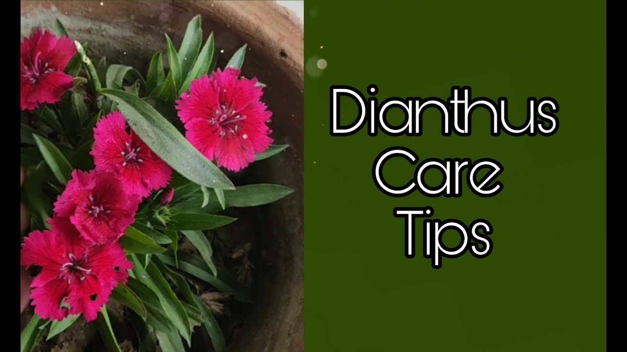 How to grow and care Dianthus plant in Winter season YouTube