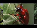 Animals Did It First - S01E02 | Amazing Nature Documentary | Natural History Channel