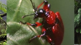 Animals Did It First - S01E02 | Amazing Nature Documentary | Natural History Channel Animals Did It First - S01E02 | Amazing Nature Documentary | Natural History Channel