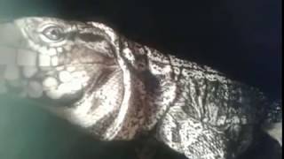 Walker My Argentine Tegu Up Close And Personal!!