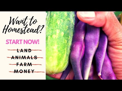 Como Homestead Sem Terra | Aprenda a Homestead Urbano | Ep 2