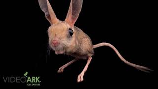 A Four-Toed Jerboa Allactaga Tetradactyla At The Plzeň Zoo And Botanical Garden.