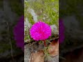 Ma Sha Allah😍 koto sondhor ful💚#youtubeshorts #foryou #flowers #mossrose #gashfol #viralvideo #viral