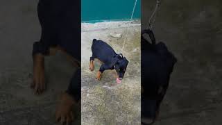 ROTTWEILER DE 3 MESES EN CRECIMIENTO RÁPIDO 🐶😍