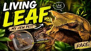 Did I Just Get The Most Badass Frog Ever ?!!!