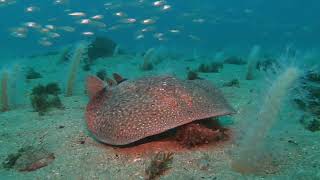 Dive Gibraltar!
