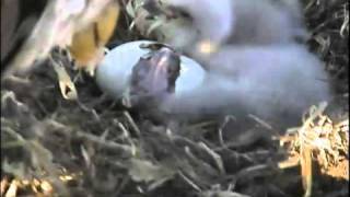 Eagles 鷹蛋破 看到小小雛鷹 20110407-2