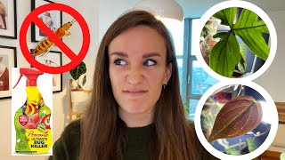 HUGE Thrips Infestation | How to Kill Thrips for Good