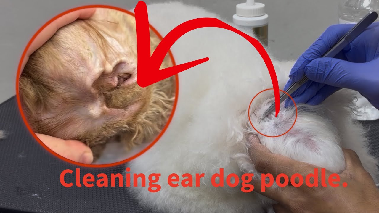 Ohh ear dog is very dirty need cleaning. - YouTube