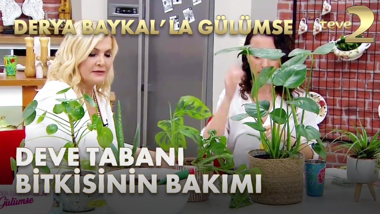 Derya Baykal'la Gülümse: Deve Tabanı Bitkisi Nasıl Bir Bakım İster?