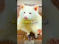 helped This Albino Raccoon #adoptstrays