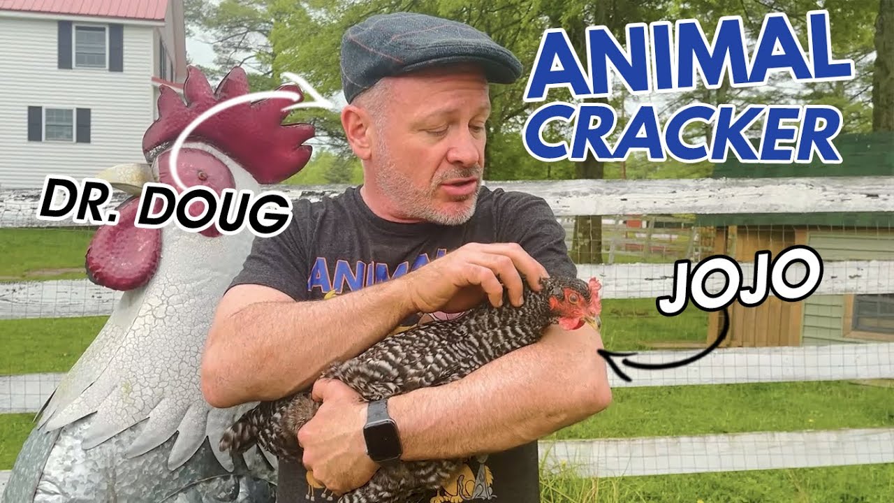 ABANDONED CHICKEN GETS CHIROPRACTIC ADJUSTMENT 🐓