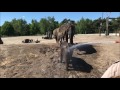 Cachorro de elefante adora ser rociado con una manguera