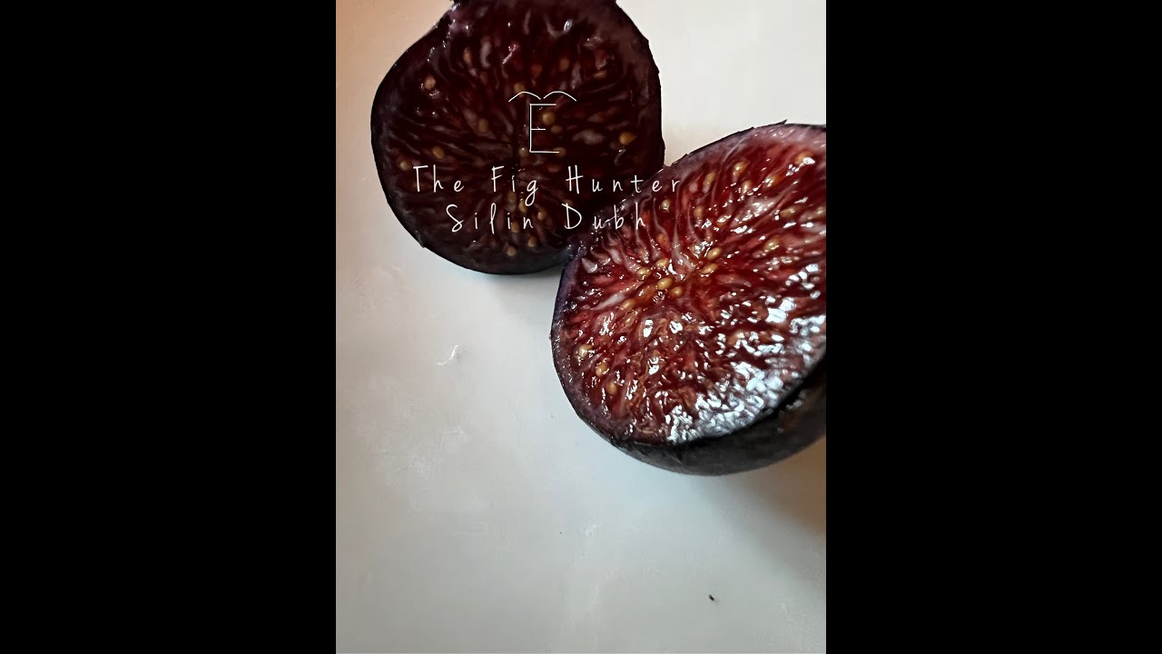 The Fig Hunterイチジク【TFH 72 Firehouse】レアイチジク苗木・苗