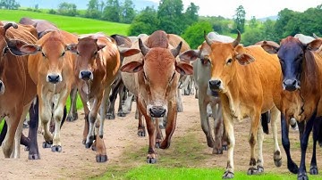 Video Sapi Lembu Jinak Dan Lucu Pulang Ke Kandang Ternak,Suara Sapi Moo,Suara Sapi Lucu.