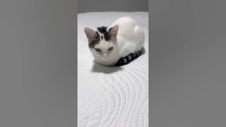 Video 11422191: cat pets cute love, cat funny pets love