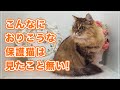 【コロンちゃん】勝手に家に入ってきて「私ここに住むわ」と上がりこんだ猫。こんなおりこうな保護猫は見たこと無い【保護猫】