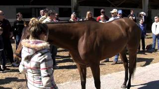 Educational-Buying a Thoroughbred