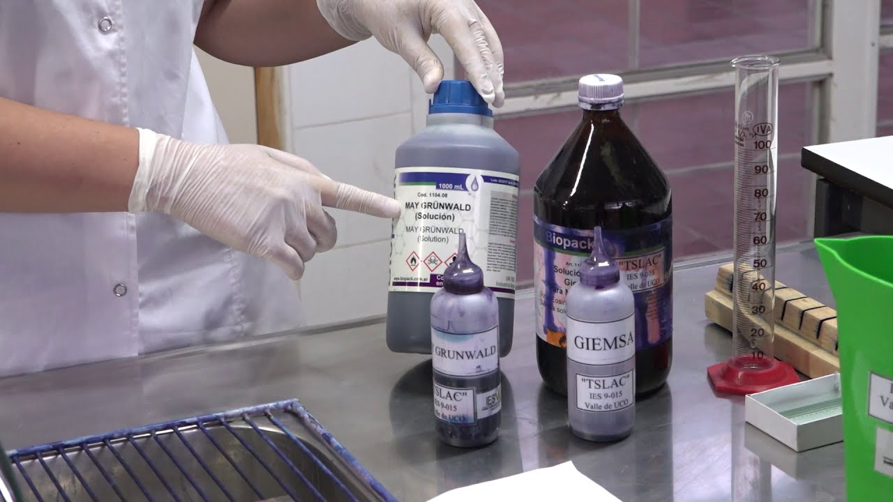 VIDEO TUTORIAL COLORACIÓN DE May-Grünwald-Giemsa