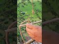 Fantastic Unique Bird Trap #shortsfeed #birdtrap #ytshorts