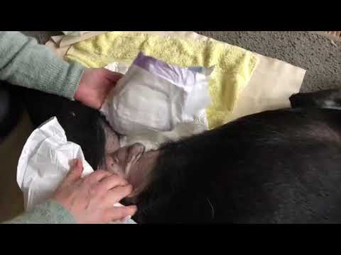 Windel anlegen bei einem großen Rüden im Liegen