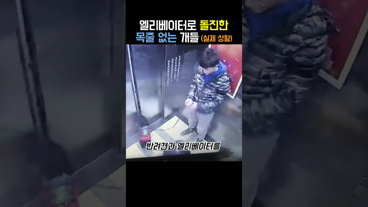 엘리베이터로 돌진한 목줄 없는 개들 (실제 상황)