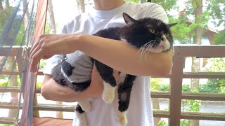 【猫】リアルなぬいぐるみ