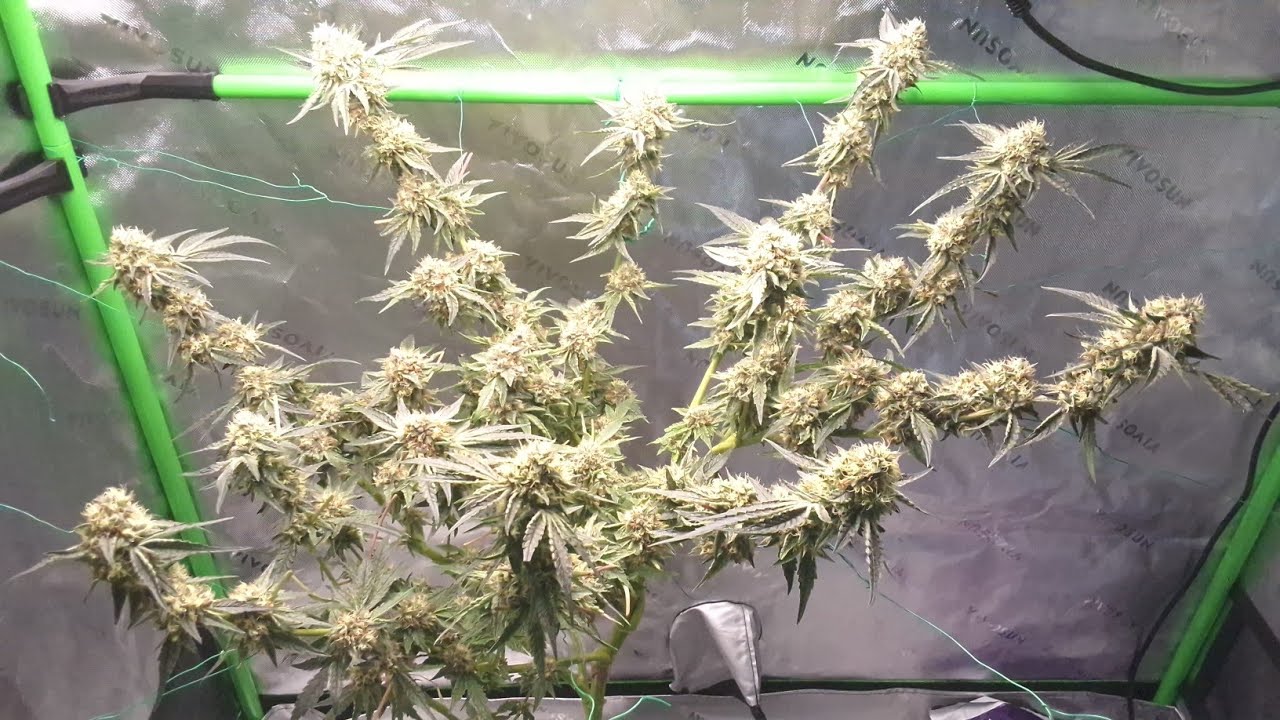 GMO×Zombie Kush before defoliation 