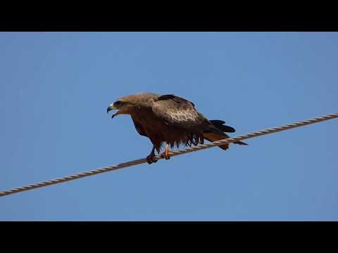Black Kite calling.
