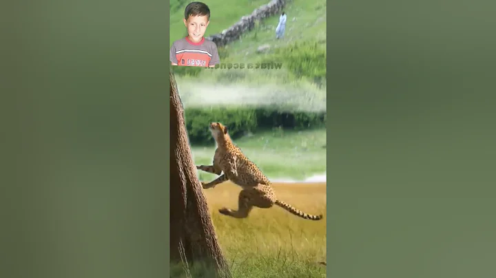 Brave Cheetah Fast Climbing On Tree