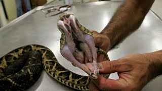 Could Pit Viper Venom Be Used to Fight Coronavirus?