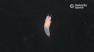 Swimming with a sea angel | The Critter Corner by Monterey Bay Aquarium 11,483 views 1 year ago 1 minute, 10 seconds