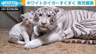 ホワイトタイガーの赤ちゃん　飼育員が見守る成長(2021年5月17日)