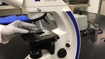 Using the microscope