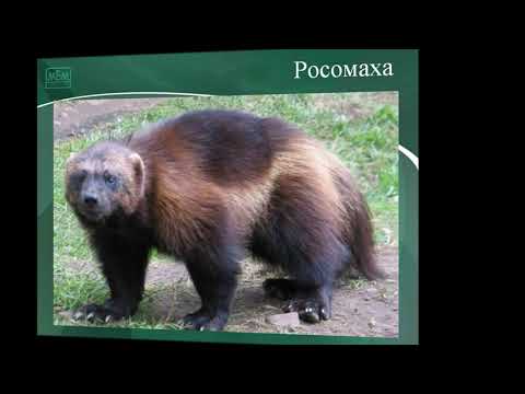 Урок краеведения "Животный мир Красноярского края"