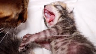 This Sweet Video of Mother and Kittens will Melt your Heart