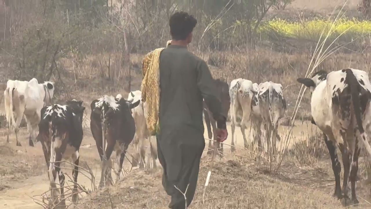 Walking today ghazi barota naehir Ghourghushti 09 02 2026 🇵🇰🇵🇰