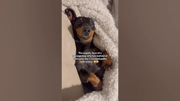 One relaxed sausage 🤣 #sausagedog #cutedog #dogshorts #dog #dogs #fyp #doxie #puppy #teckel #fy