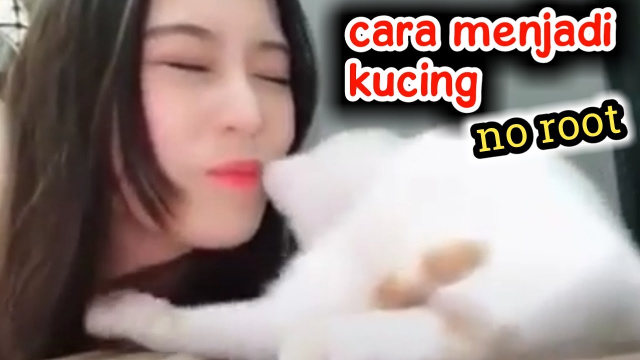Cara Menjadi Kucing Oren No Root Youtube