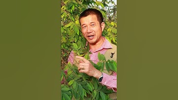 Cây Trứng Cá – Từ sân trường đến bài thuốc: công dụng bạn có thể chưa từng biết! #thaoduoc #thaoduoc