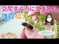 交尾する為だけに生まれた雄蜂【ニホンミツバチのオス紹介】